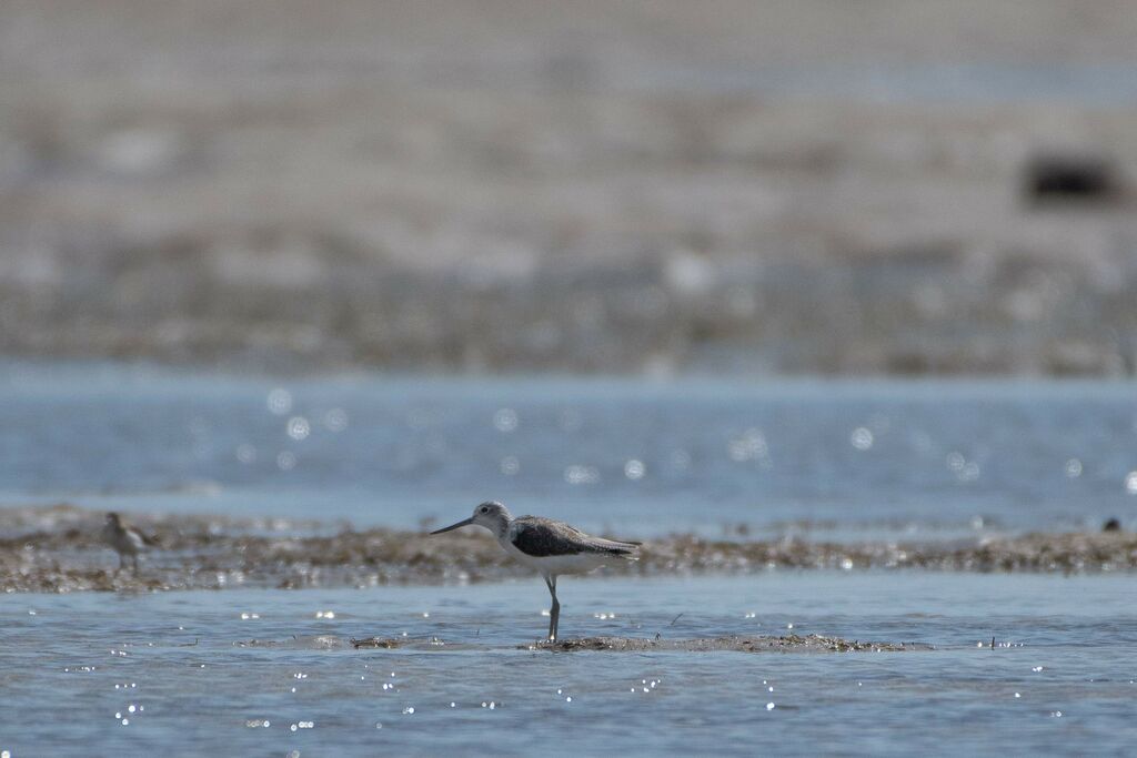 Common Greenshank