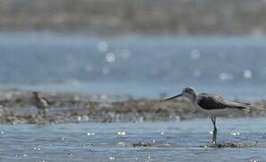 Common Greenshank