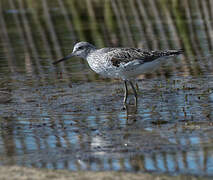 Common Greenshank