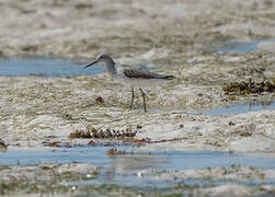 Common Greenshank