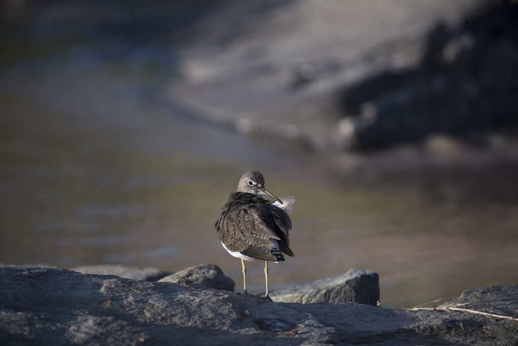 Green Sandpiper