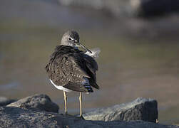 Green Sandpiper