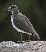 Common Sandpiper