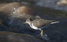 Common Sandpiper