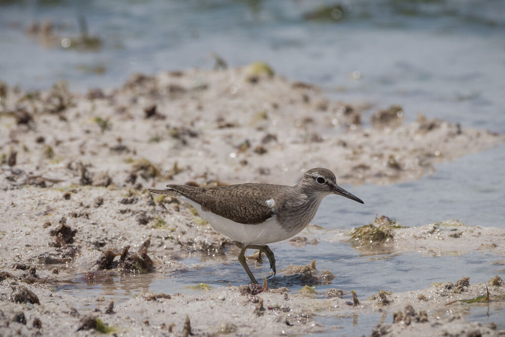 Common Sandpiper