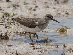 Common Sandpiper