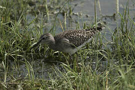 Wood Sandpiper