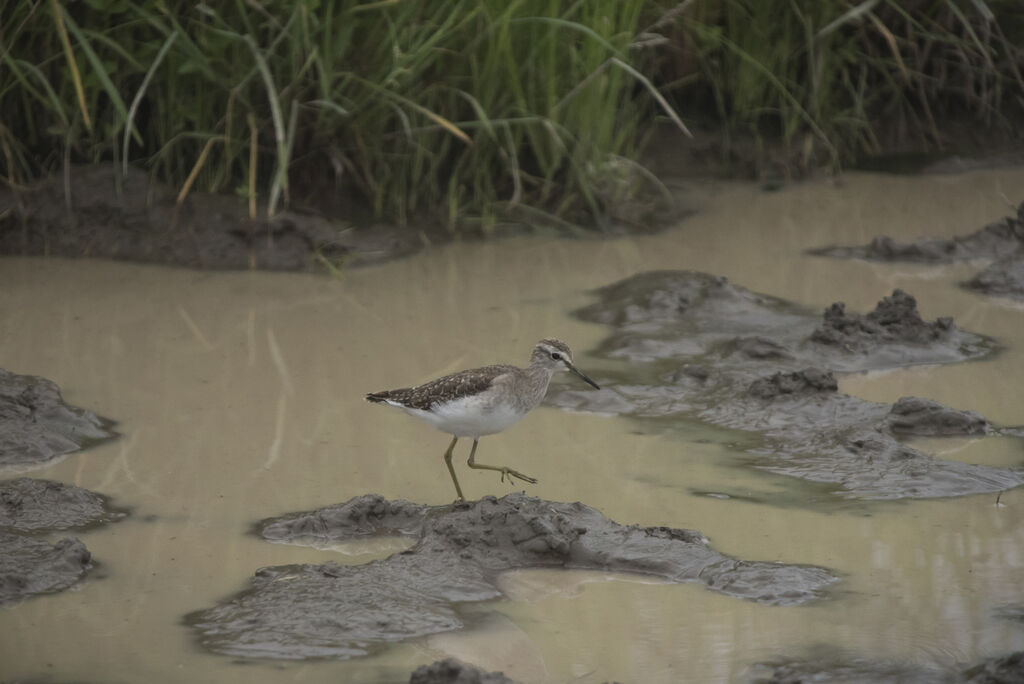 Wood Sandpiper