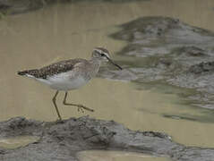 Wood Sandpiper