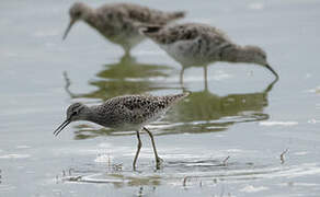 Wood Sandpiper