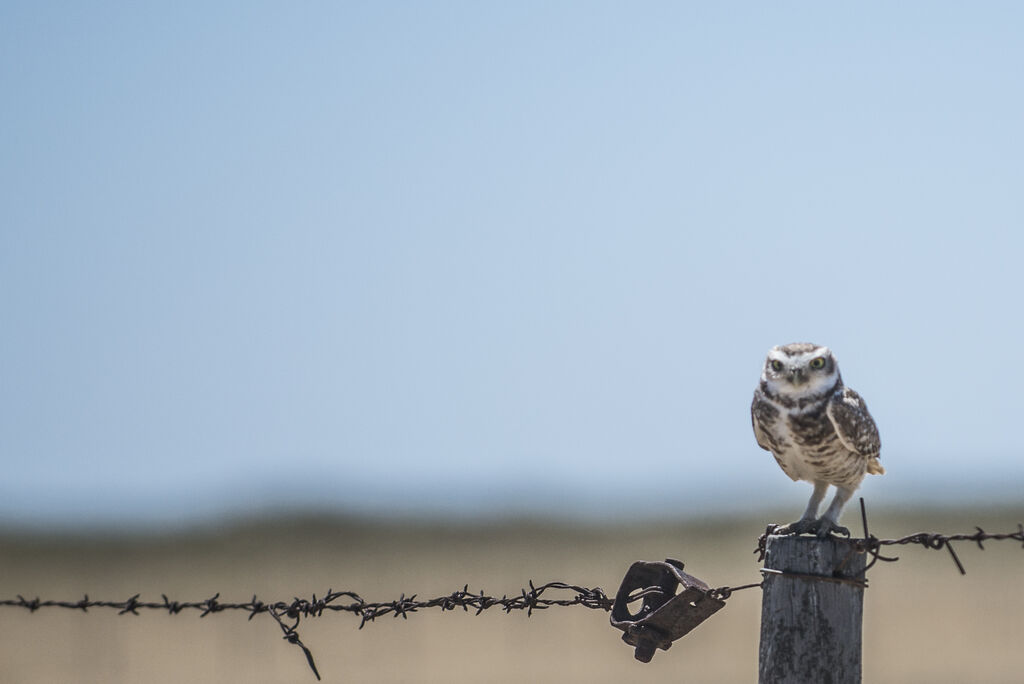 Burrowing Owl