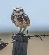 Burrowing Owl