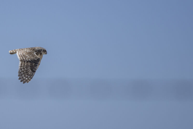 Burrowing Owl, Flight