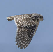 Burrowing Owl