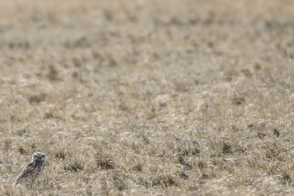 Burrowing Owl