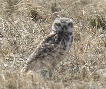 Burrowing Owl