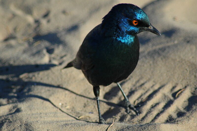 Cape Starling