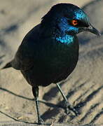 Cape Starling