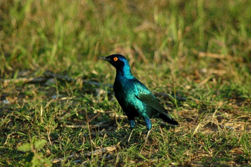 Cape Starling