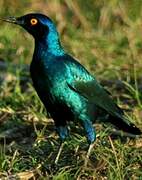 Cape Starling