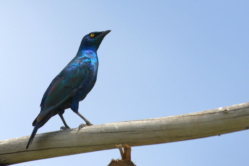 Greater Blue-eared Starling