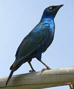 Greater Blue-eared Starling