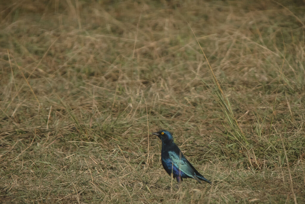 Greater Blue-eared Starling