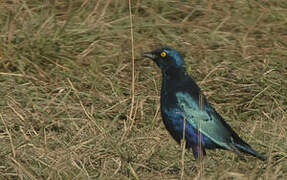 Greater Blue-eared Starling