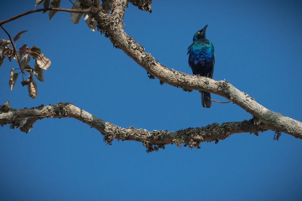 Greater Blue-eared Starling