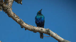 Greater Blue-eared Starling