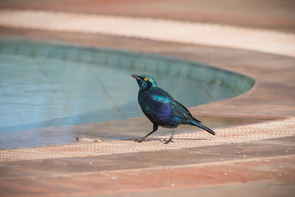 Greater Blue-eared Starling