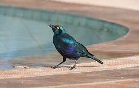 Greater Blue-eared Starling