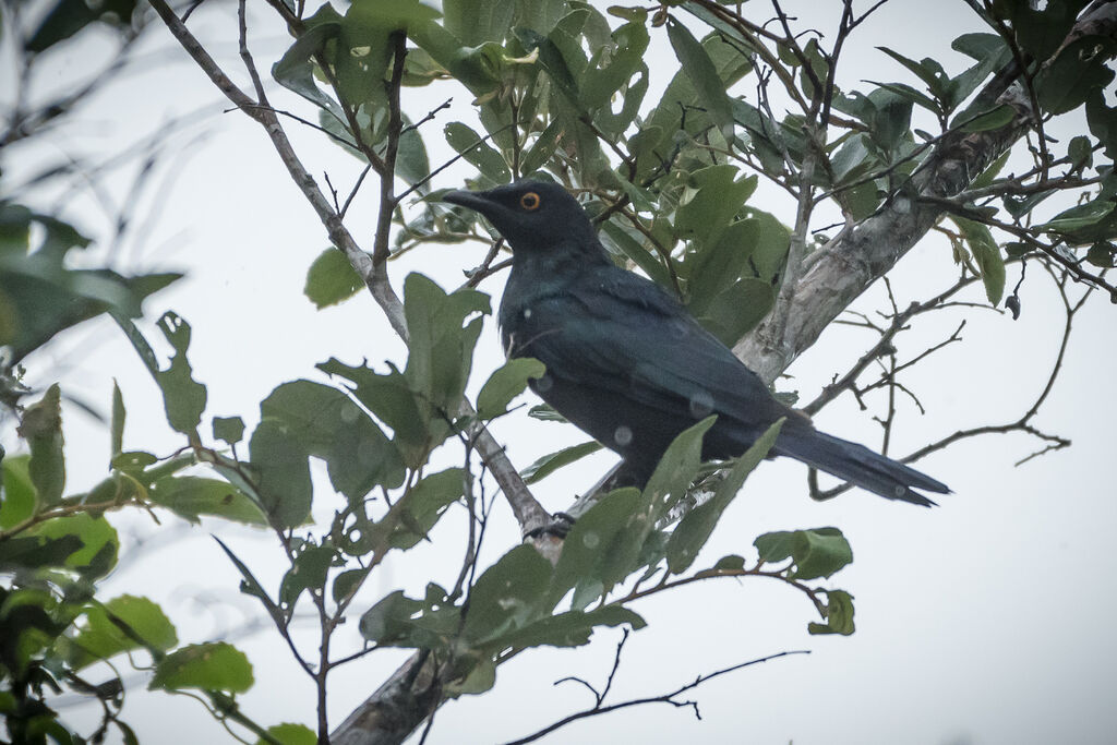 Black-bellied Starling