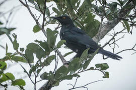 Black-bellied Starling