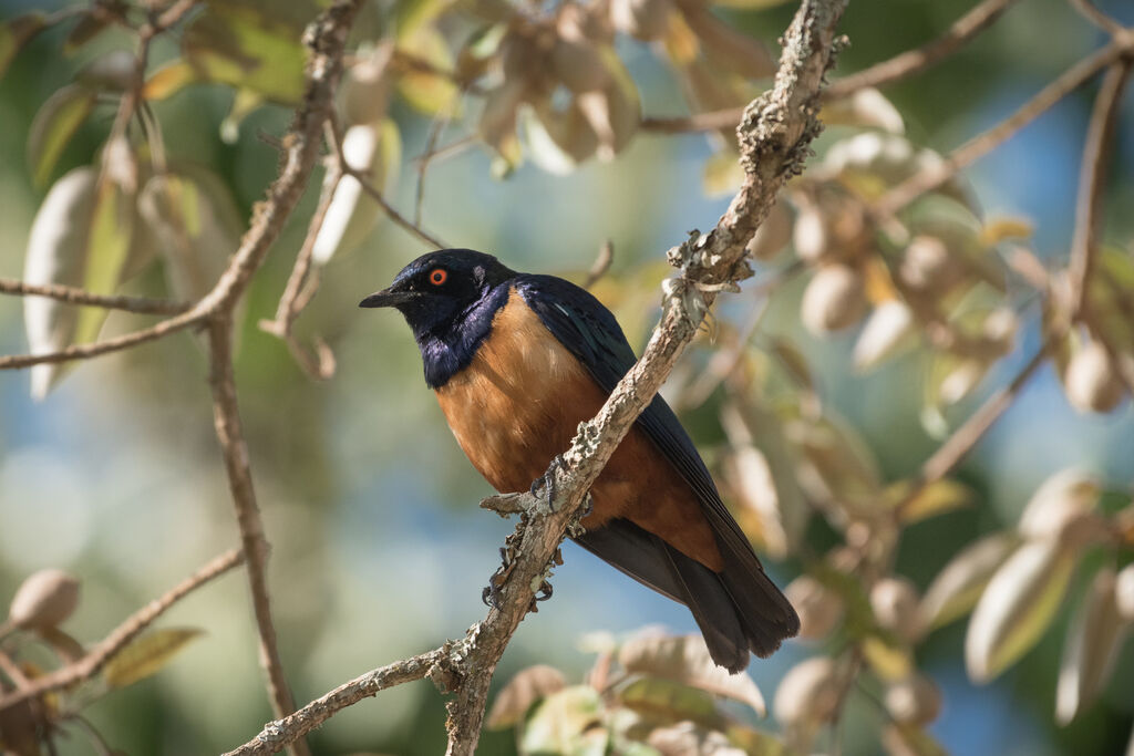 Hildebrandt's Starling