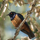 Choucador de Hildebrandt