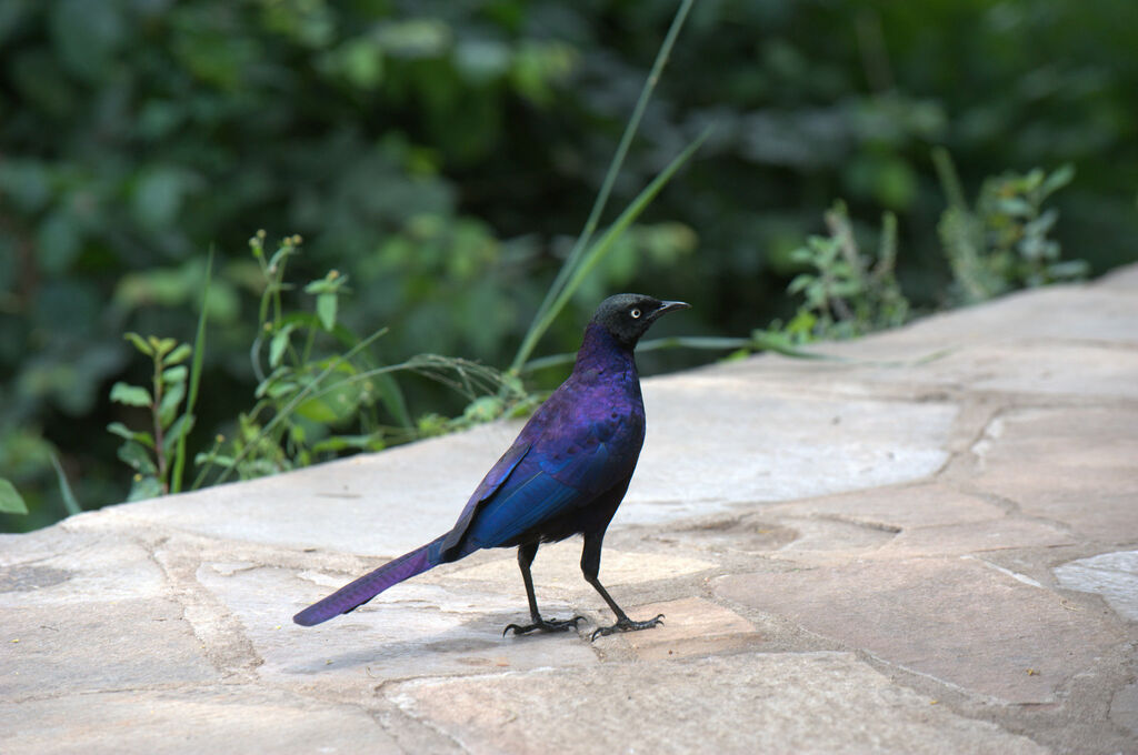 Rüppell's Starling