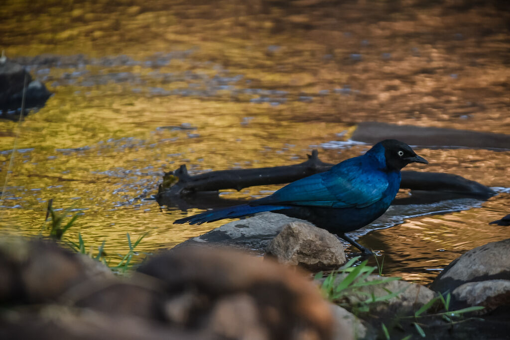 Rüppell's Starling