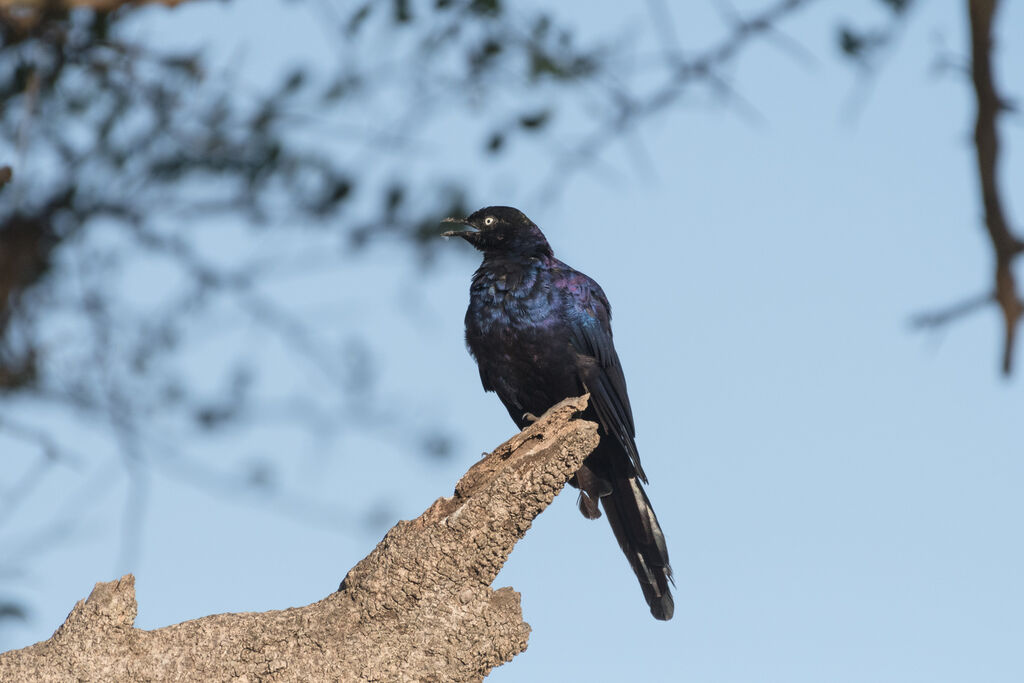 Rüppell's Starling