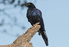 Rüppell's Starling