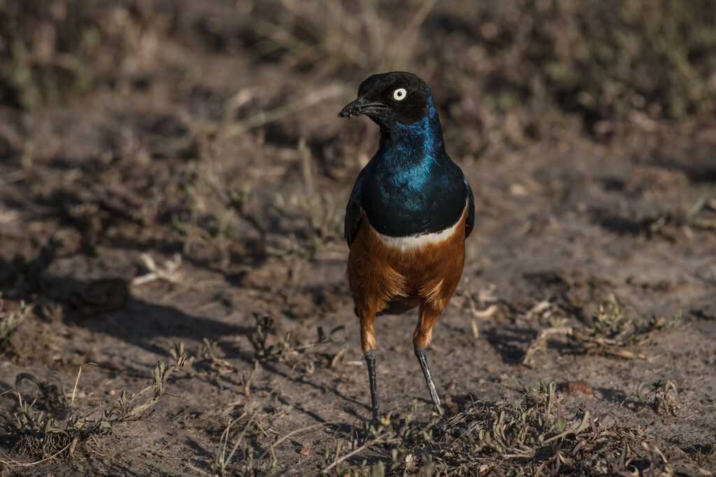 Superb Starling