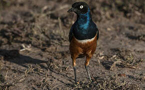 Superb Starling