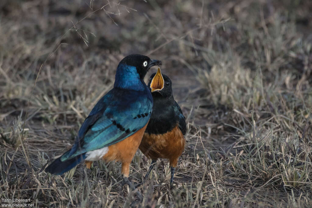 Superb Starling, Reproduction-nesting