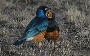 Superb Starling