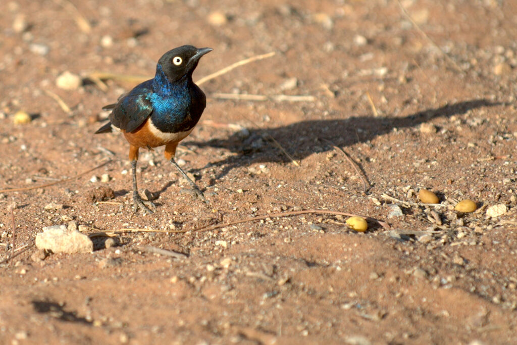 Superb Starling