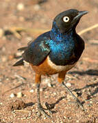 Superb Starling