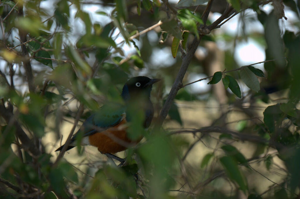 Superb Starling