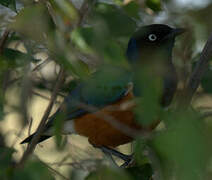 Superb Starling