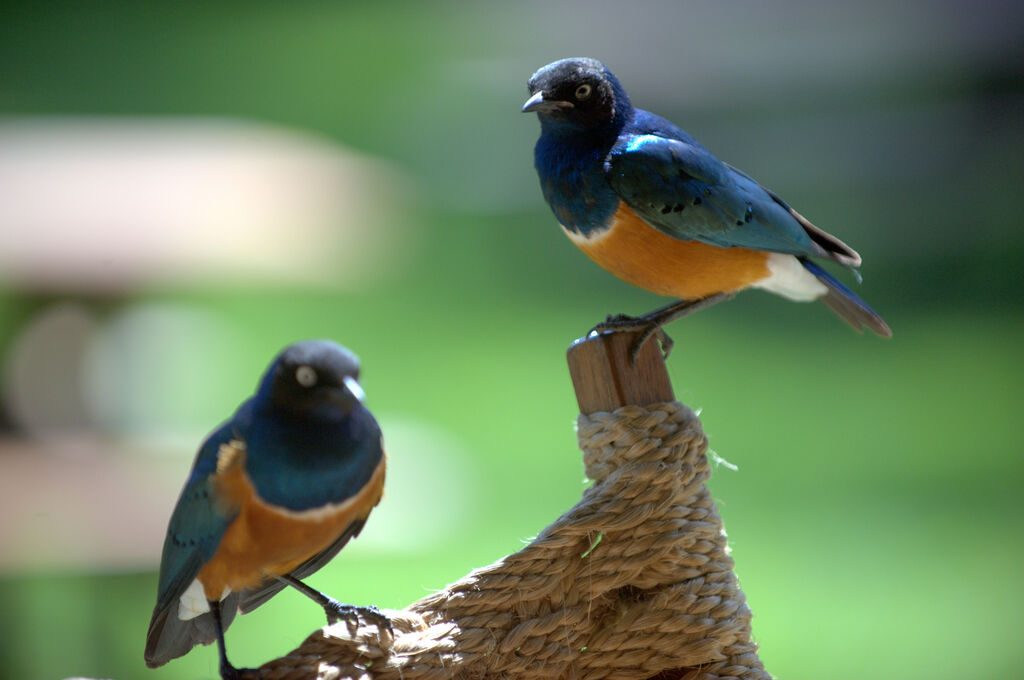 Superb Starling