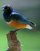 Superb Starling